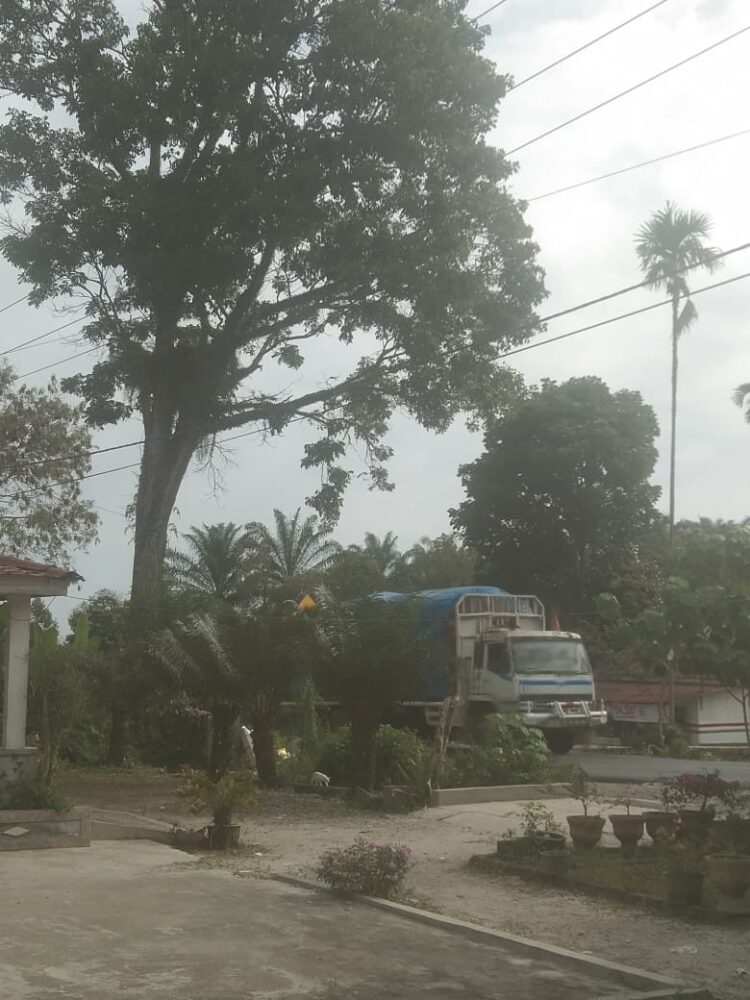 Ranting Pohon Mahoni Yang Tumbang Di Jalan Lintas Siantar - Parapat, Nyaris Memakan Korban 